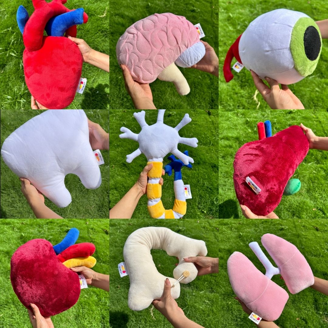 Órganos de peluche
